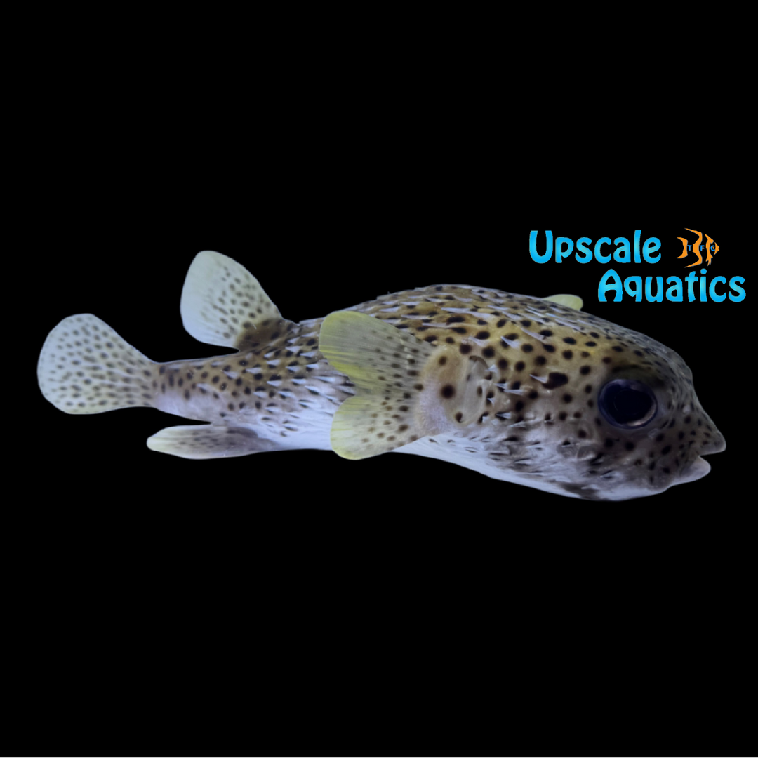 Spotted Porcupine Puffer (Diodon hystrix)