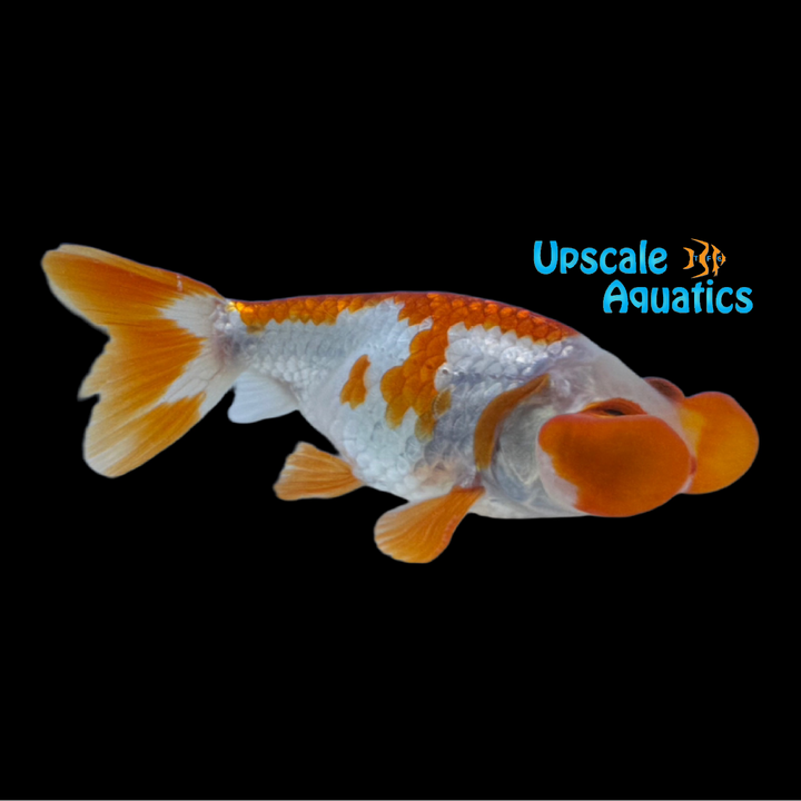 Assorted Bubble Eye Goldfish (Carassius auratus)