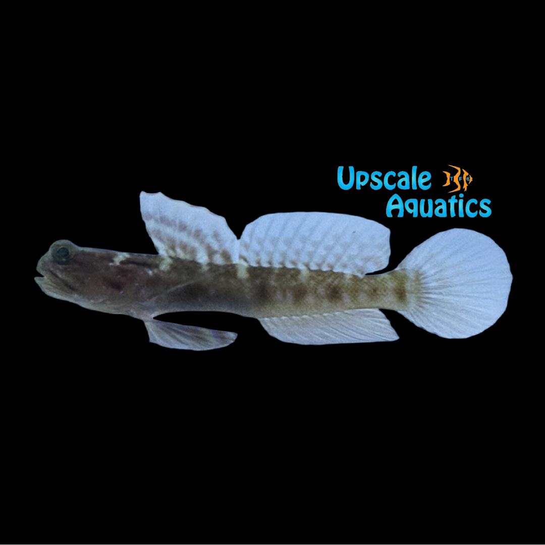 Y-Bar Shrimp Goby (Cryptocentrus fasciatus)
