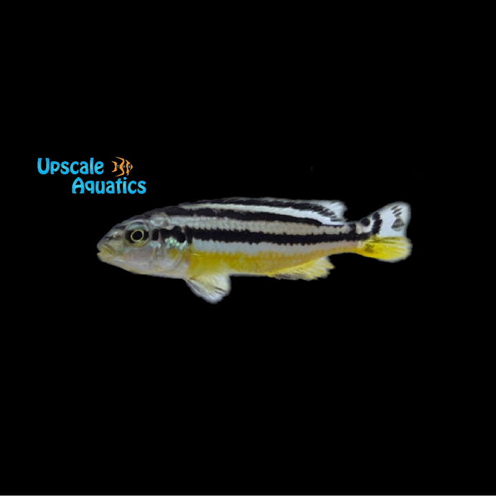 Auratus Cichlid (Melanochromis auratus)
