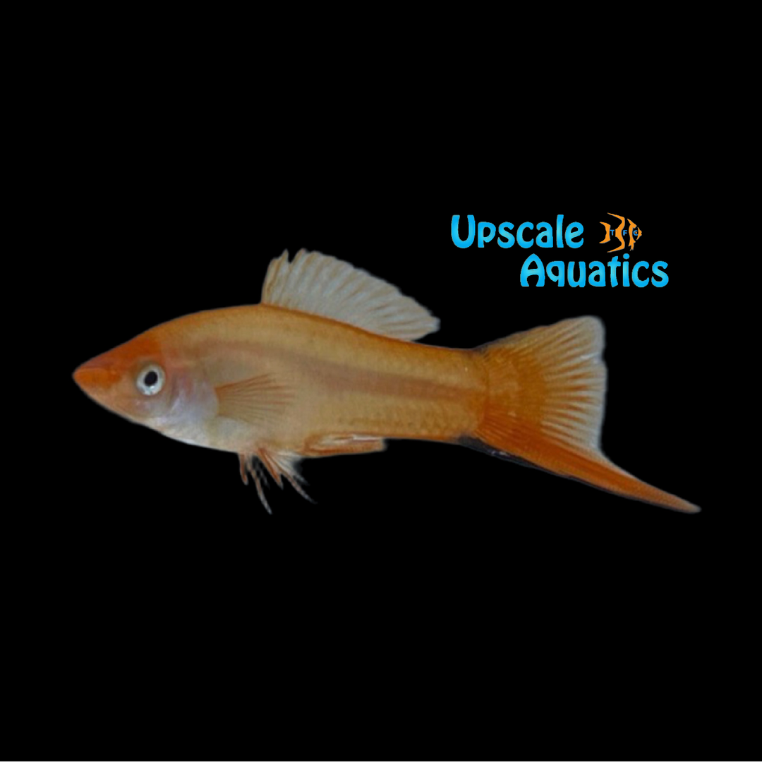 Pink Twinbar Swordtail (Xiphophorus helleri)