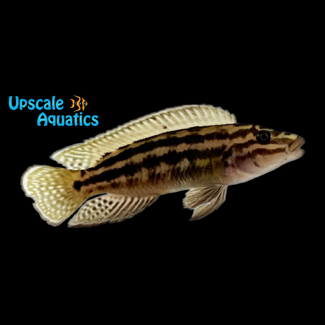 Julidochromis Regani 'Burundi'