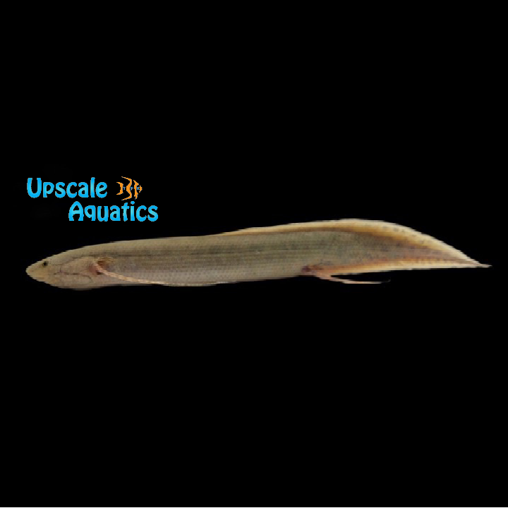 Slender Lungfish (Protopterus dolloi)