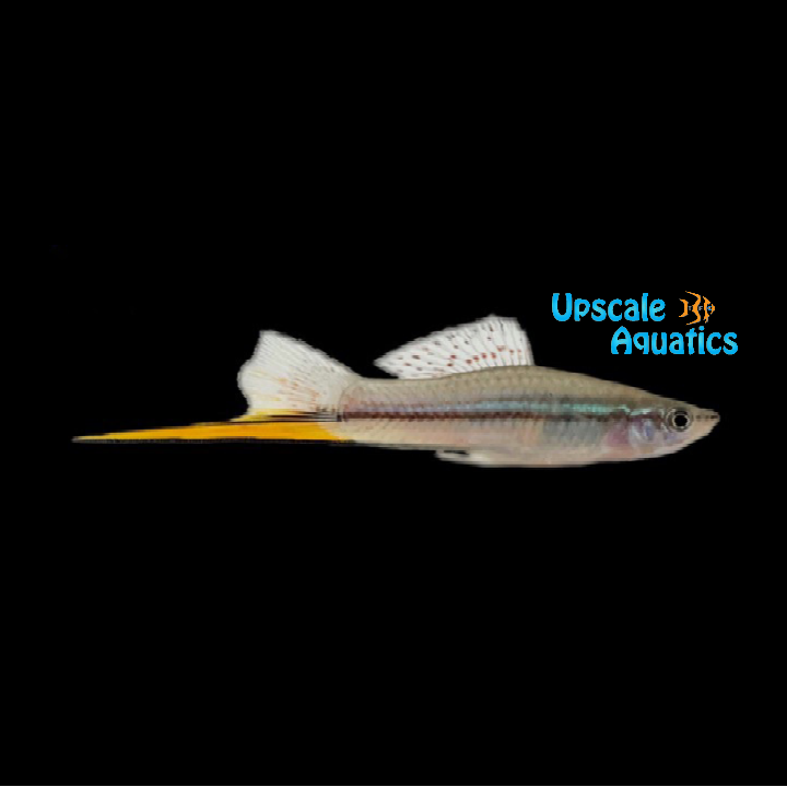 Green Swordtail (Xiphophorus helleri)
