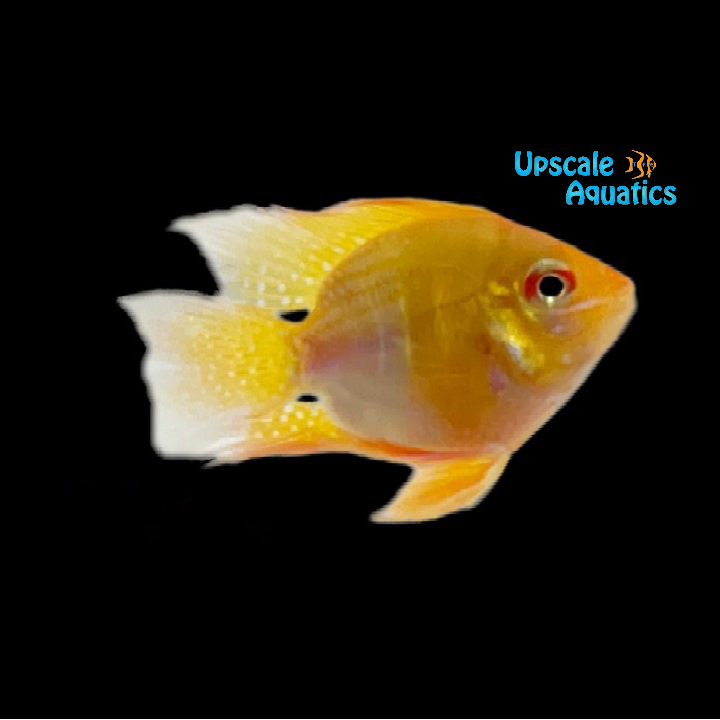 Balloon Gold Ram (Mikrogeophagus ramirezi)