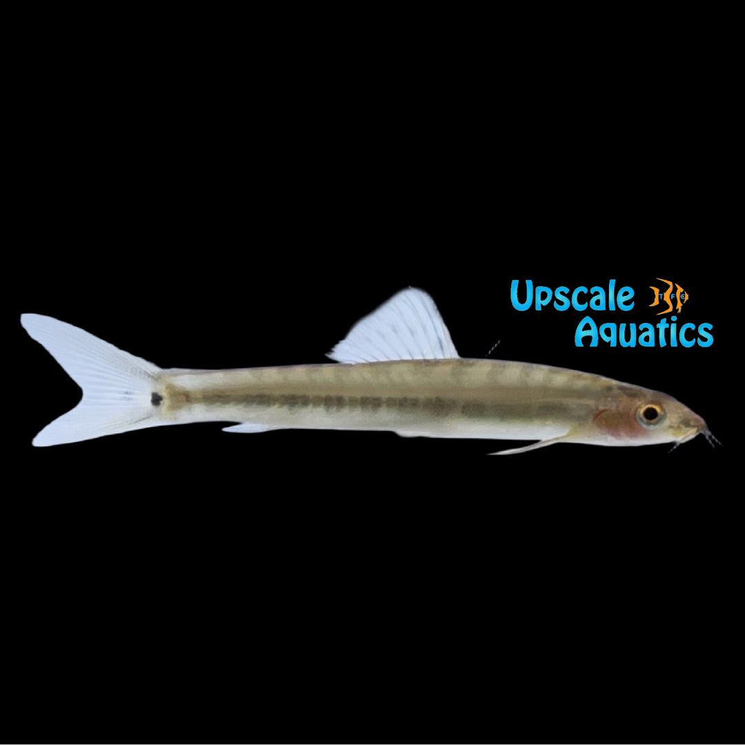 Arrow Loach (Nemacheilus masyae)