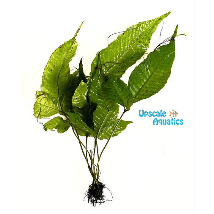 Broadleaf Bolbitis (Bolbitis heteroclita)