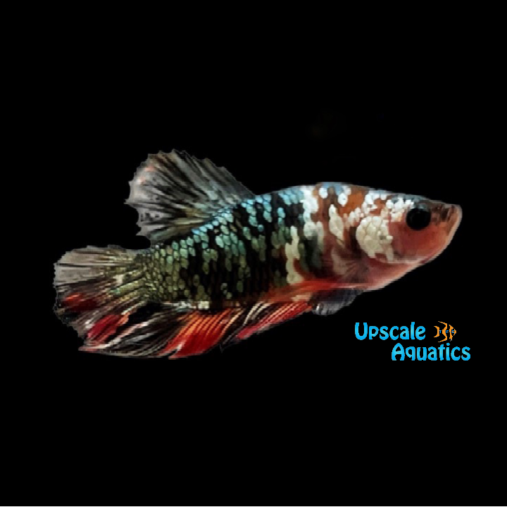 Copper Gold Galaxy Koi Plakat Betta - Male (Betta splendens)