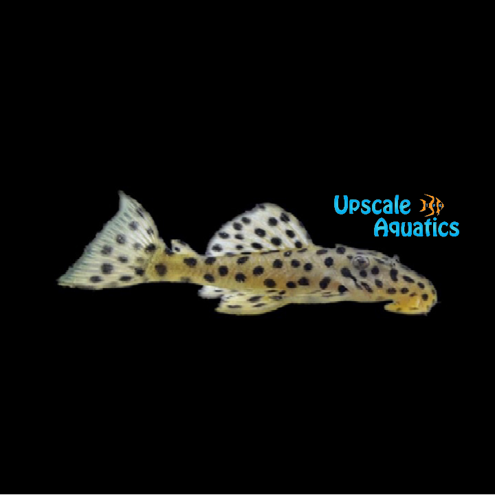 Golden Vampire Pleco L172 (Leporacanthicus heterodon)