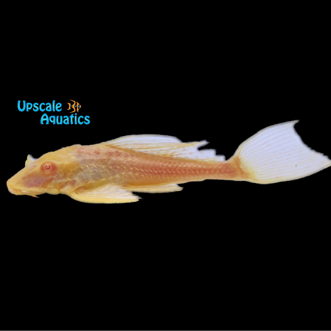 Albino Sailfin Pleco L165 (Pterygoplichthys gibbiceps)