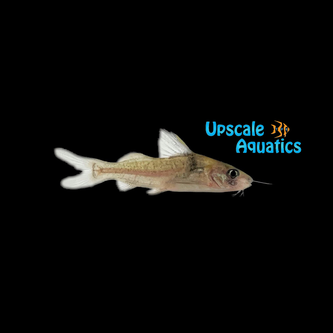 Imitator Catfish (Brachyrhamdia imitator)