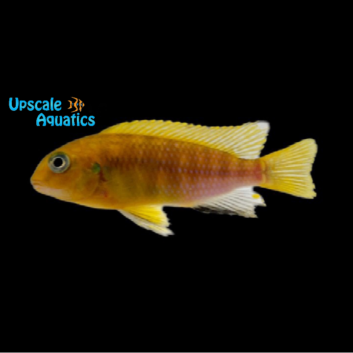 Golden Yellow Tropheops Cichlid (Tropheops macrophthalmus 'Kirondo')