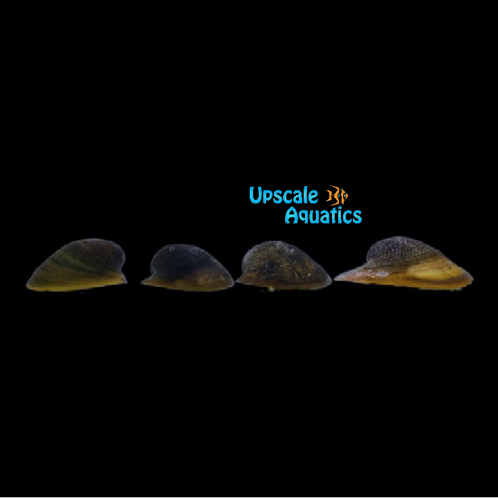 Batman Nerite Snail (Neritina auriculata)