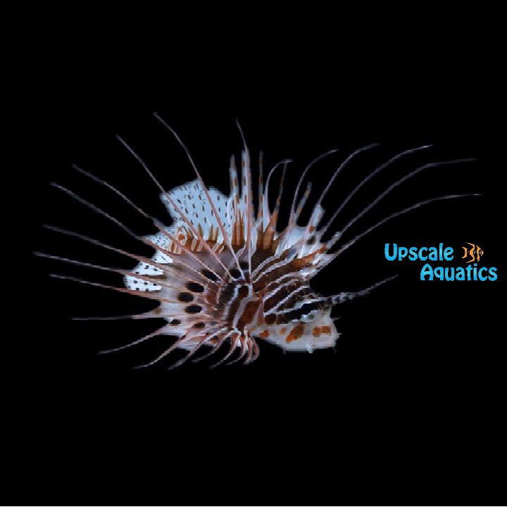 Antennata Lionfish (Pterois antennata)
