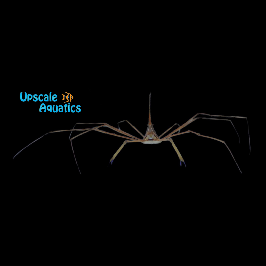 Arrow Crab (Stenorhynchus seticornis)