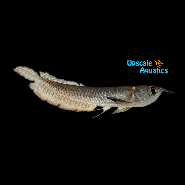 Silver Arowana (Osteoglossum bicirrhosum)