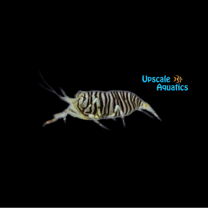 Bumble Bee Shrimp (Gnathophyllum americanum)