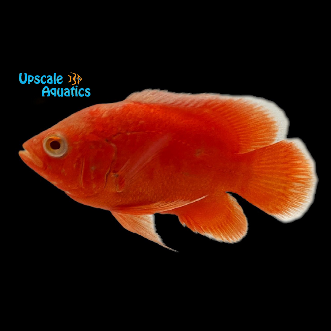 Bloody Red Oscar (Astronotus ocellatus)
