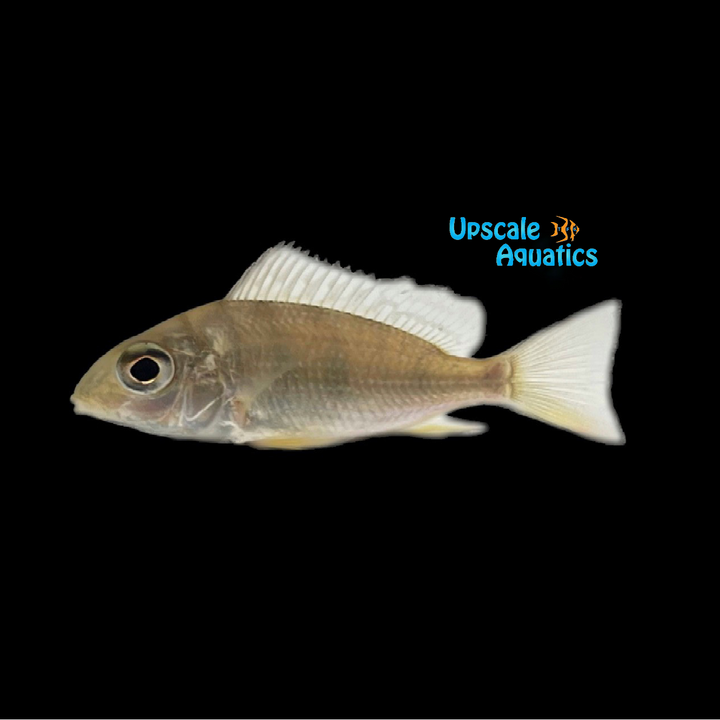 African Eartheater (Tylochromis lateralis)
