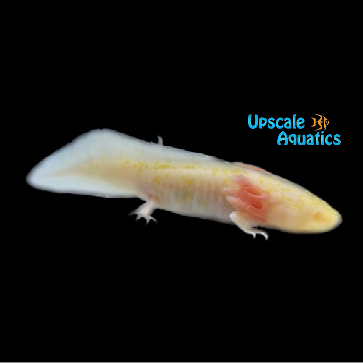 Albino Melanoid Axolotl (Ambystoma mexicanum)
