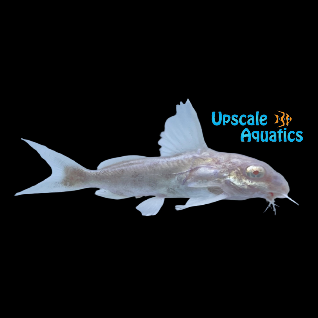 Albino Synodontis Multipunctatus