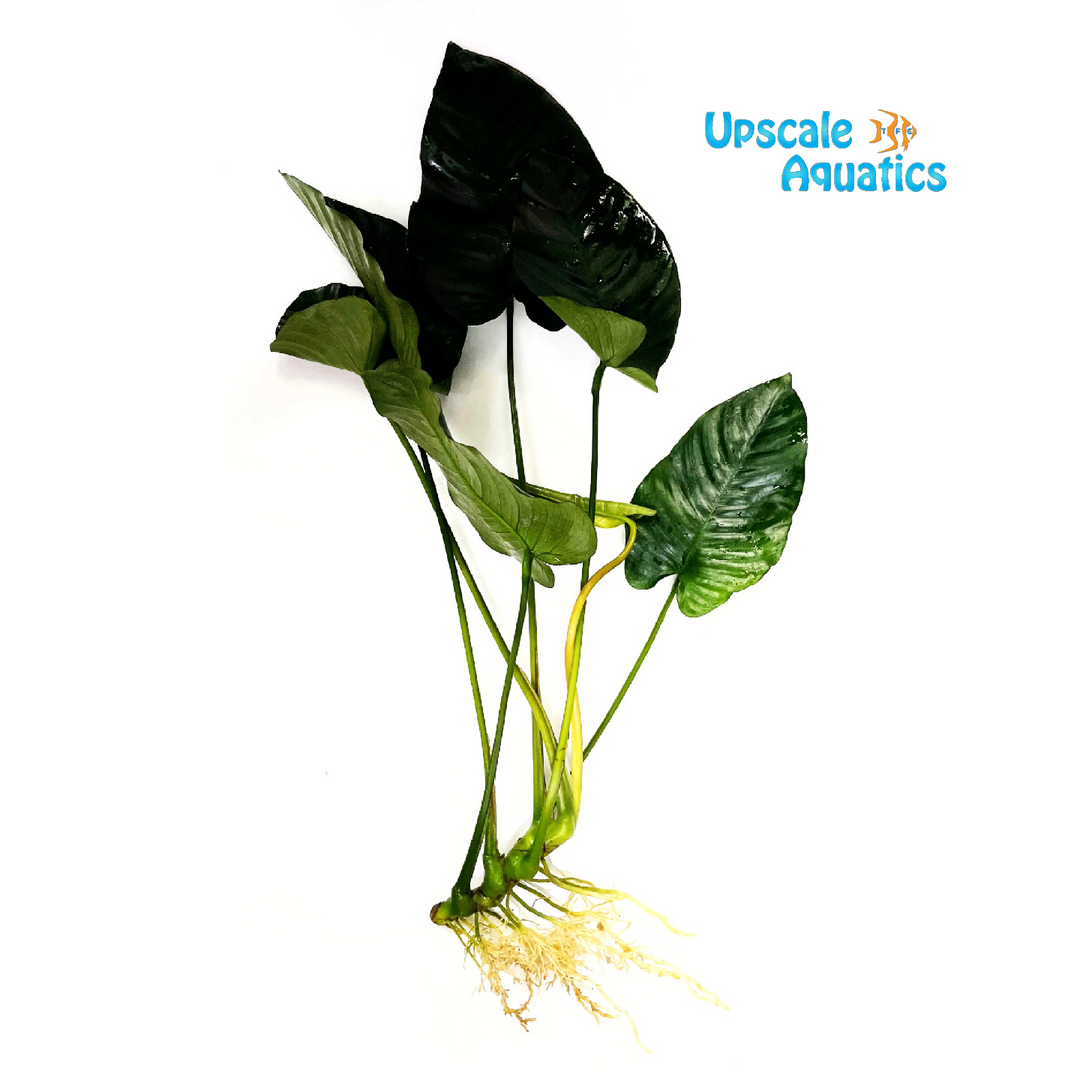 Broad Leaf Anubias (Anubias barteri 'broad leaf')