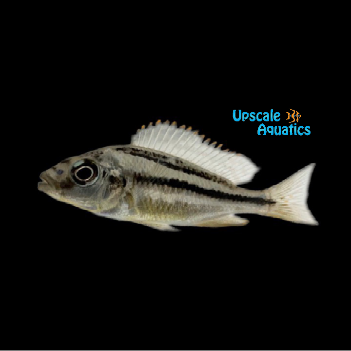 Thick Lip Euchilus Cichlid (Cheilochromis euchilus)