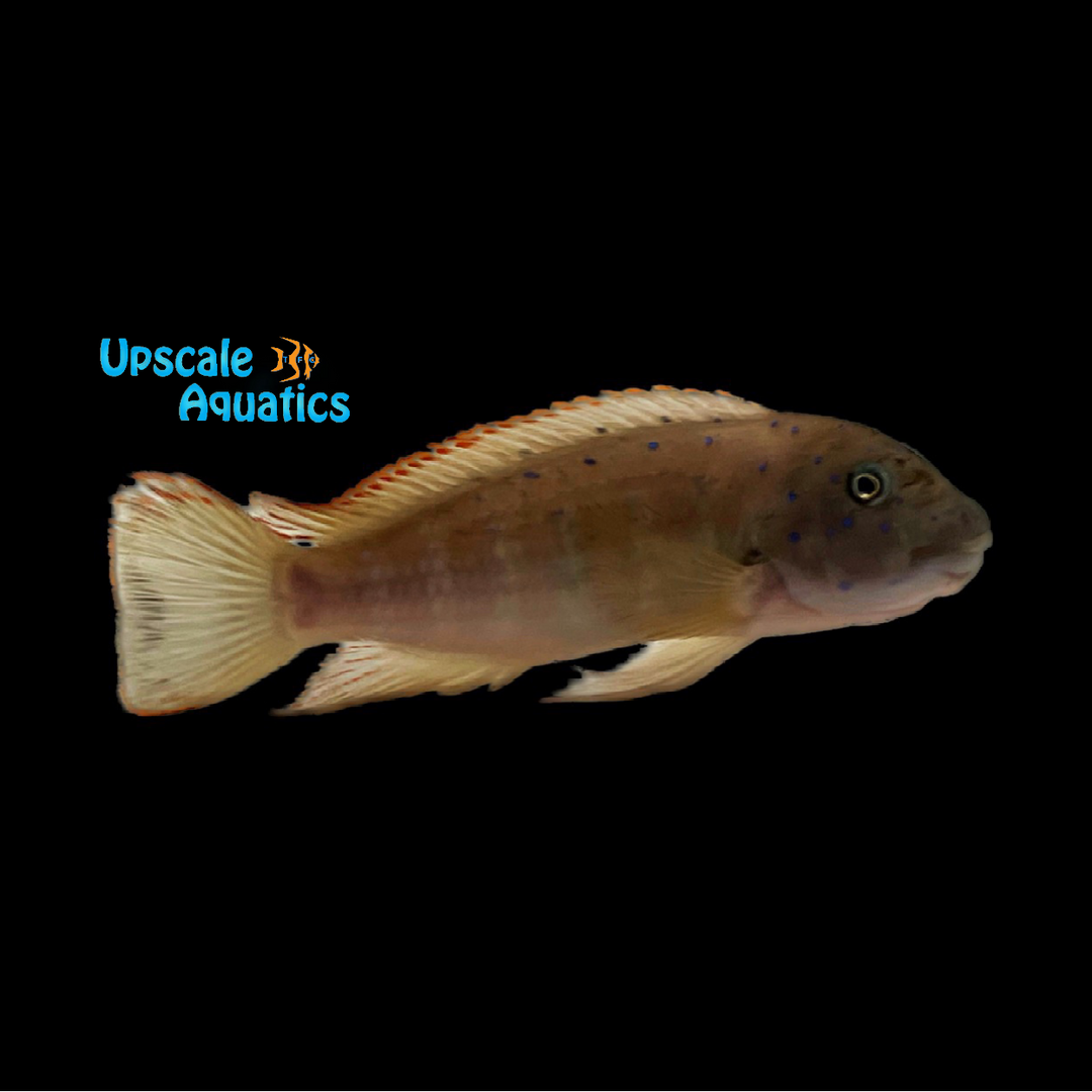 Blue Spot Tanganyika Clown Goby Cichlid 'Congo' (Eretmodus cyanostictus 'Congo')
