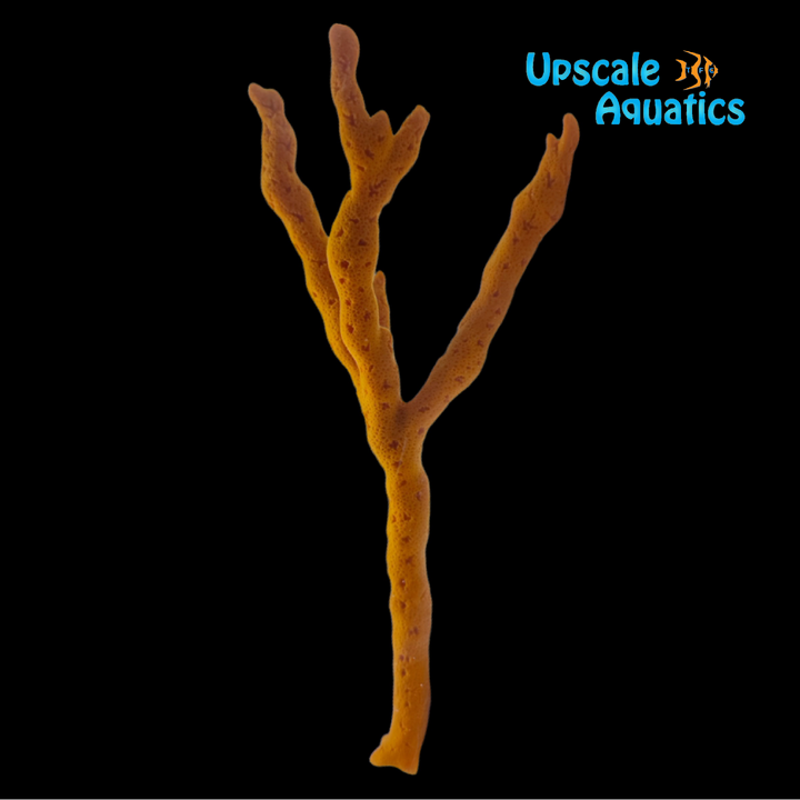 Orange Tree Sponge (Ptilocaulis sp.)