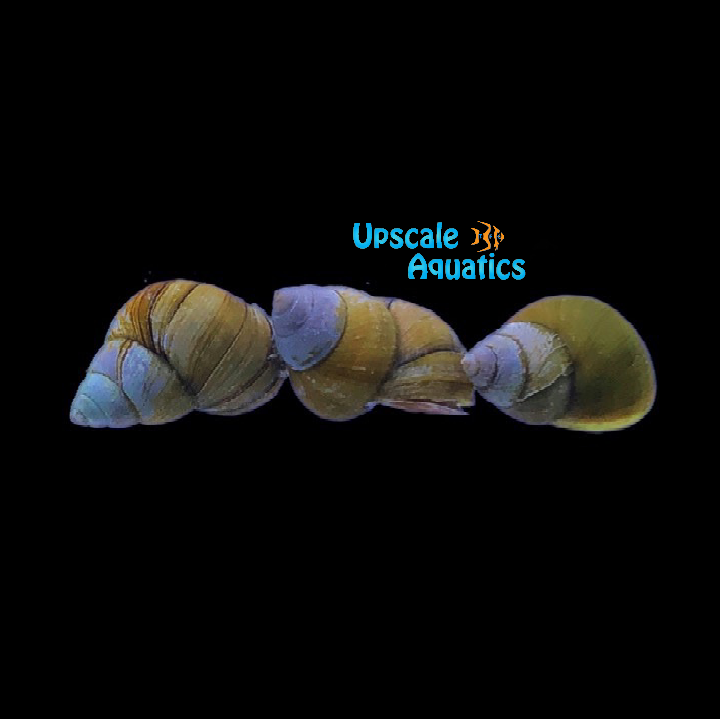 Japanese Trapdoor Snail (Sinotaia quadrata)