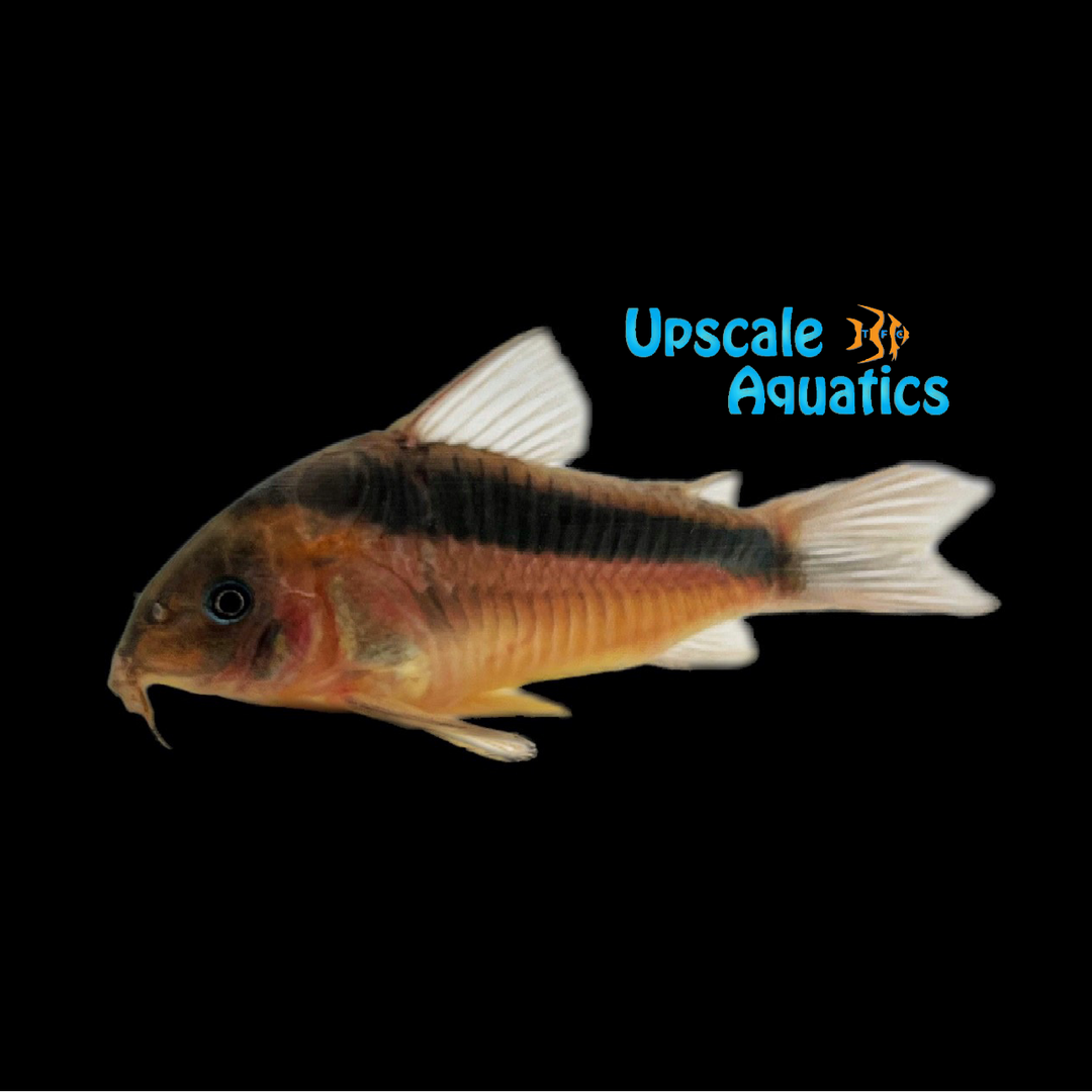 Rabauti Cory (Corydoras rabauti)