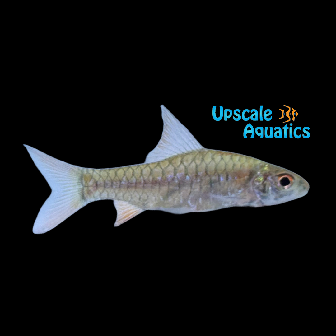 Reticulated Red Ear Congo Barb (Clypeobarbus pleuropholis)