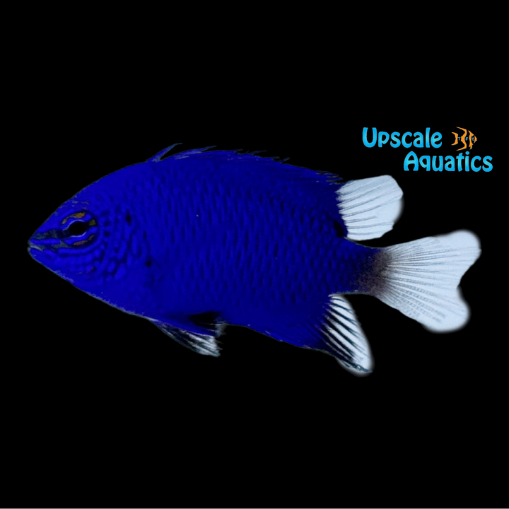 Malenesian Blue Devil Damsel (Chrysiptera cymatilis)