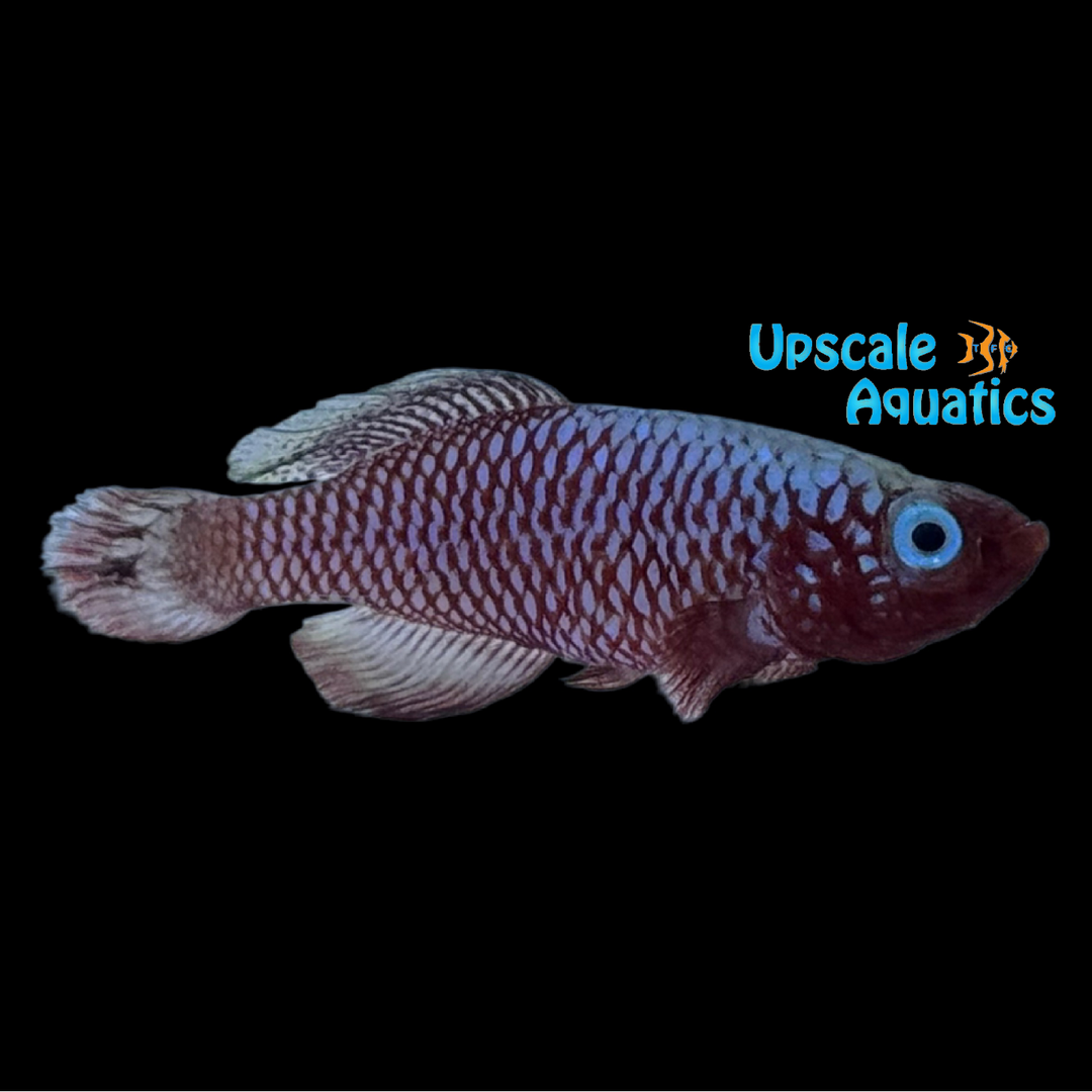 Rubroreticulatus Killifish (Nothobranchius rubroreticulatus)
