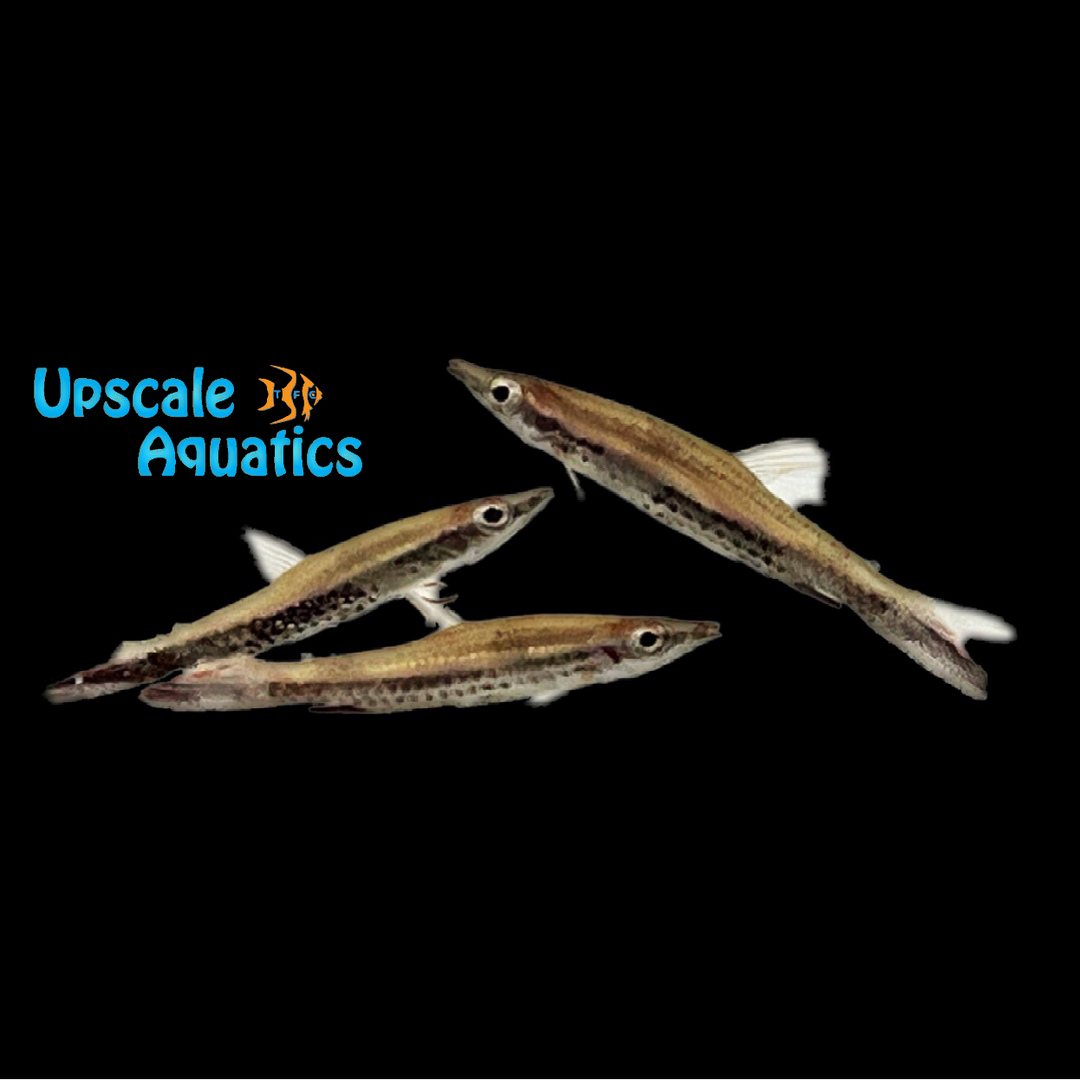One Line Pencilfish (Nannostomus unifasciatus)