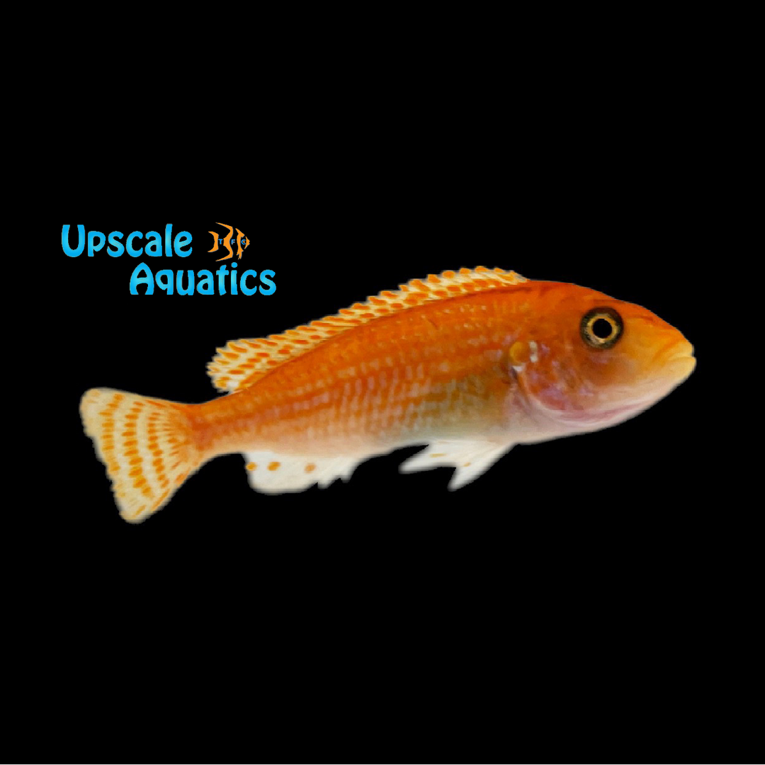 Red Exasperatus Cichlid (Labidochromis joanjohnsonae red)