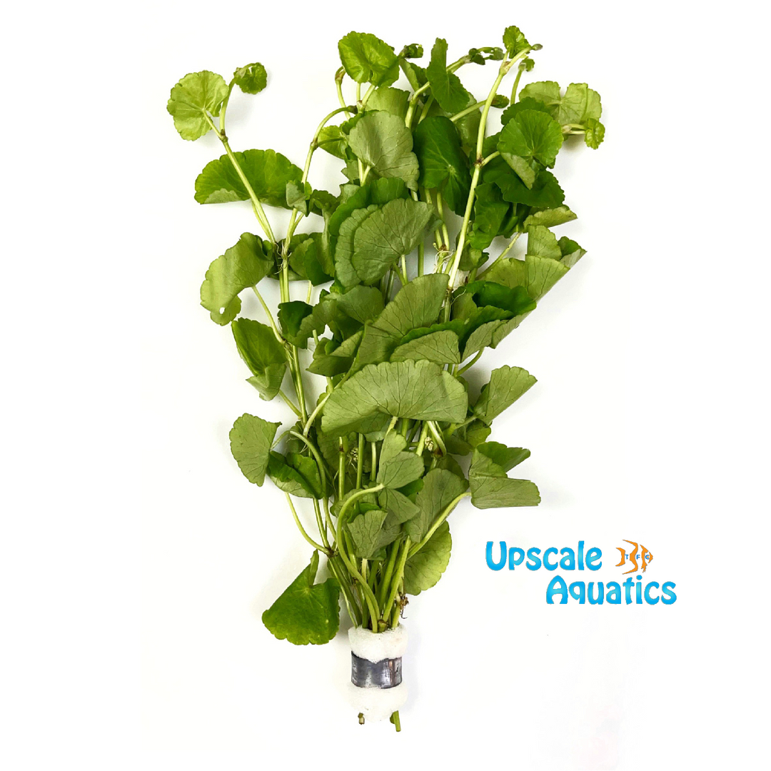 Brazilian Pennywort (Hydrocotyle leucocephala)