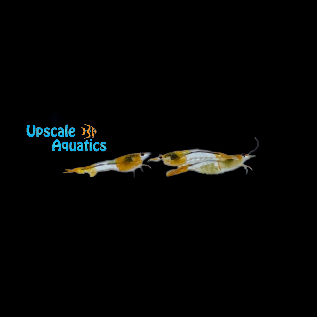 Orange Rili Shrimp (Neocaridina davidi)
