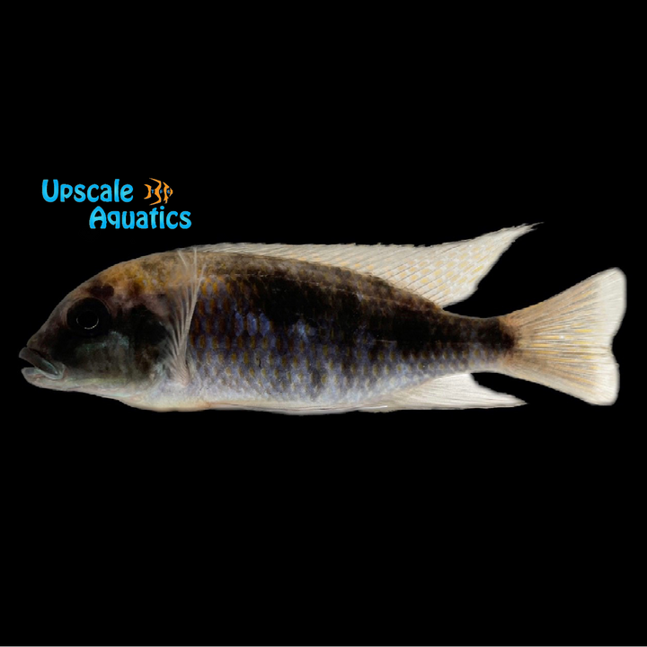 Auromarginatus Mara Hap (Otopharynx sp. auromarginatus mara 'Mala Point')