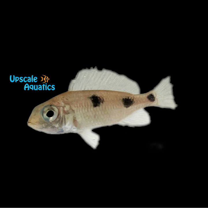 Auromarginatus Mara Hap (Otopharynx sp. auromarginatus mara 'Mala Point')
