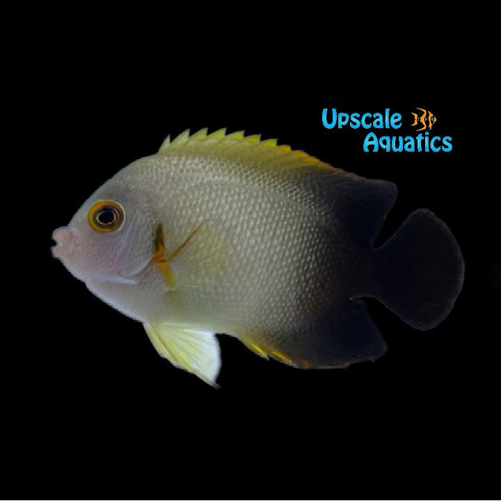 Half Black Angelfish (Centropyge vroliki)