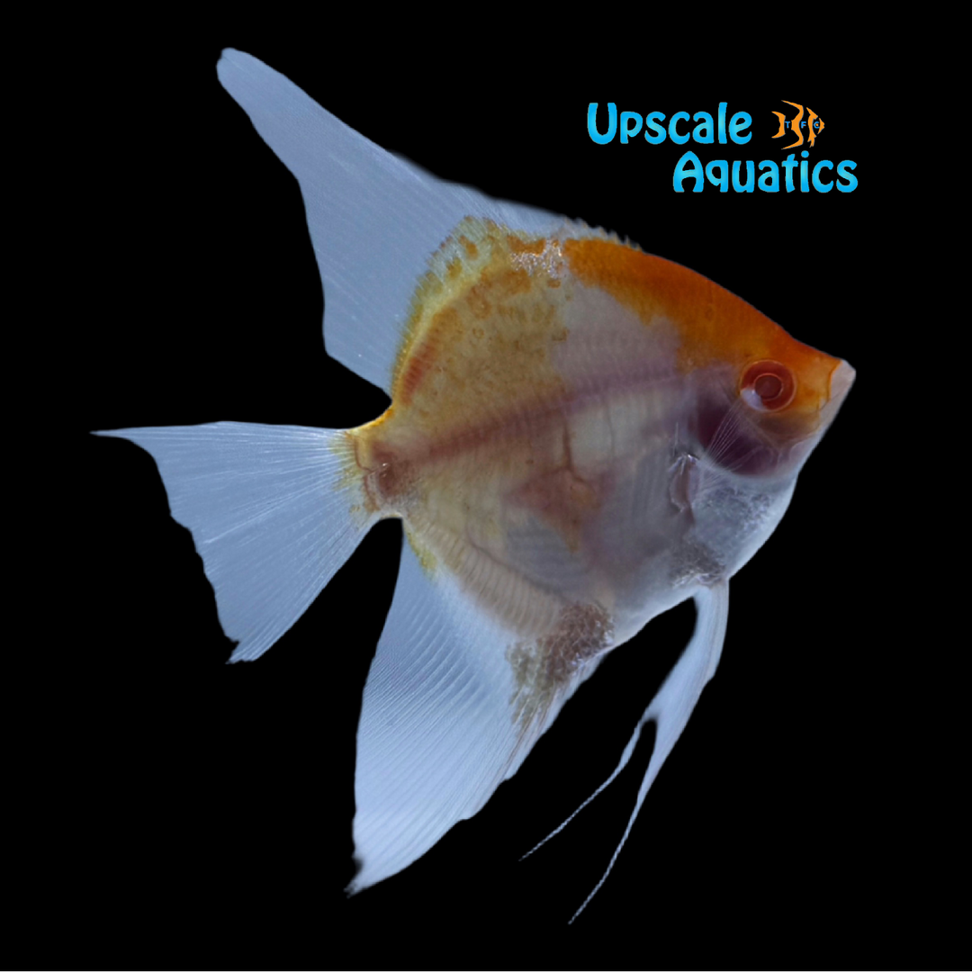 Albino Blushing Angelfish (Pterophyllum scalare)