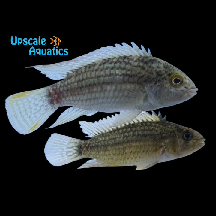 Apisto. Tucurui (Apistogramma tucurui)