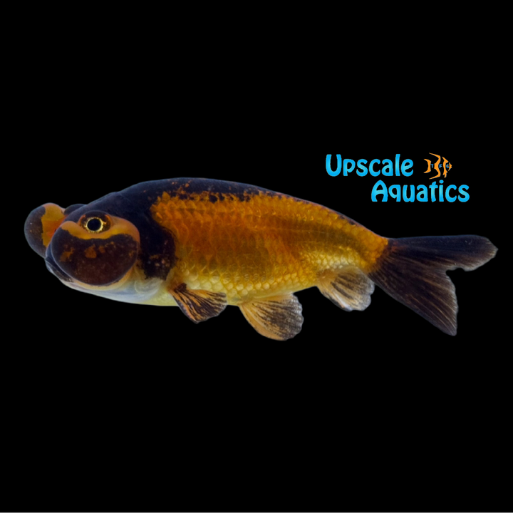 Assorted Bubble Eye Goldfish (Carassius auratus)