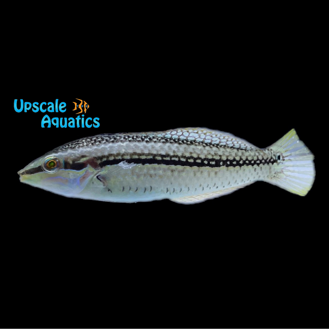 Hilomen's Wrasse (Halichoeres hilomeni)