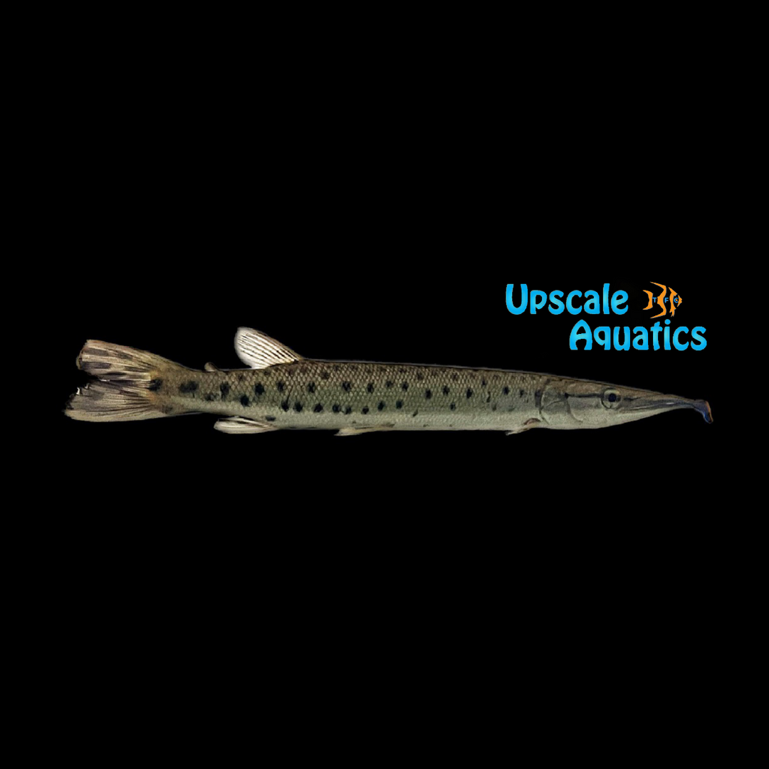 Spotted Pike Characin (Boulengerella maculata)