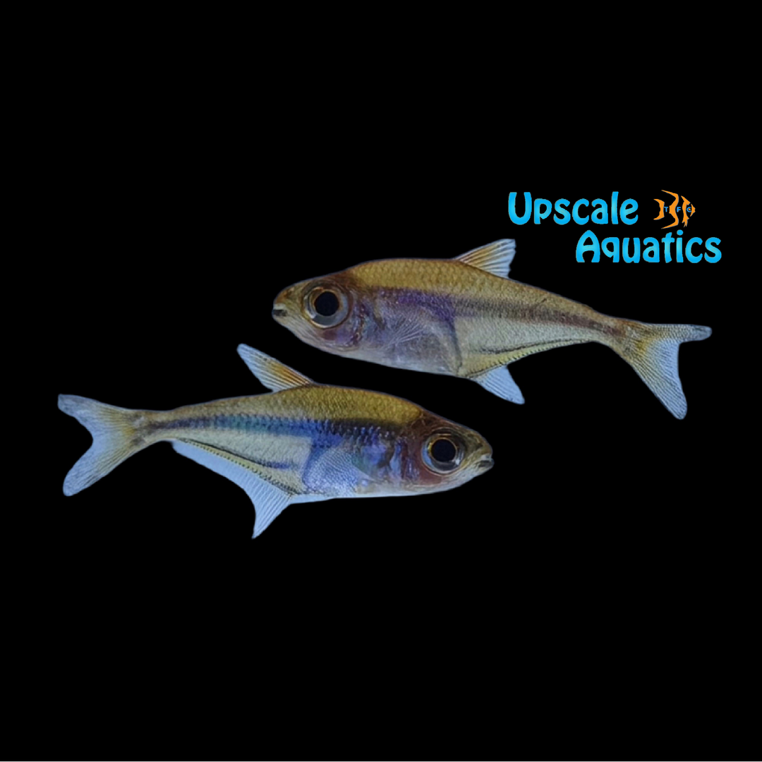 Blue Flash Glass Tetra (Heterocharax virgulatus)