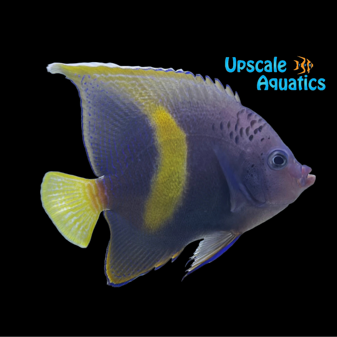 Maculosus Angelfish - Adult (Pomacanthus maculosus)