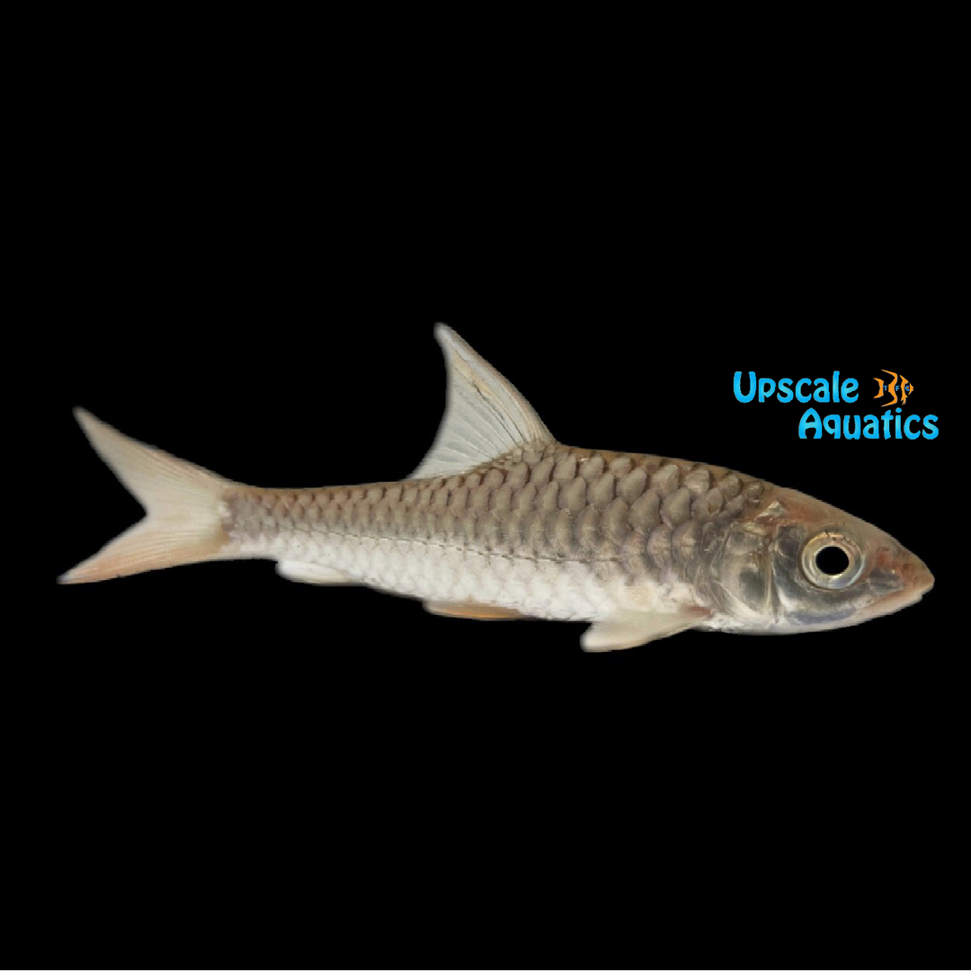 Baoshan Mahseer (Neolissochilus baoshanensis)