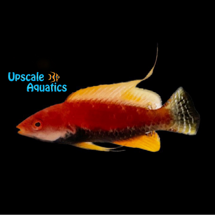 Tono's Fairy Wrasse (Cirrhilabrus tonozukai)